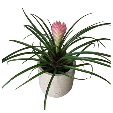 Tillandsia Cyanea Bonsai Flower Seeds – Heirloom, Non-GMO Flower Seeds for Planting