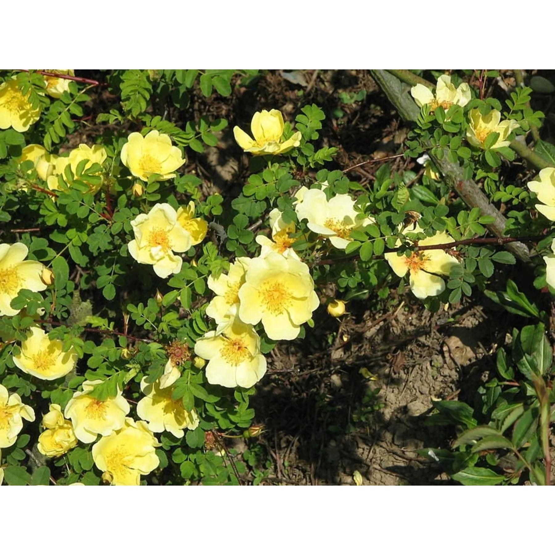 Heirloom Non-GMO Rosa Xanthina Flower Seeds for Planting – Fragrant Yellow Wild Rose Blooms - Non-GMO for planting in home garden