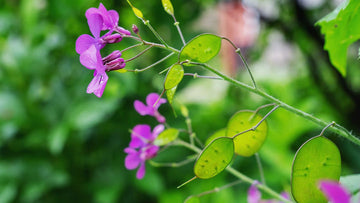 Heirloom Non-GMO Lunaria Money Plant Seeds for Planting ƒ?? Violet Blooms with Decorative Seed Pods for Gardens