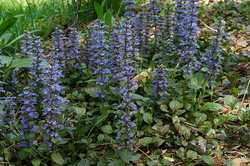 Ajuga Reptans Flower Seeds for Garden - NON GMO Seeds