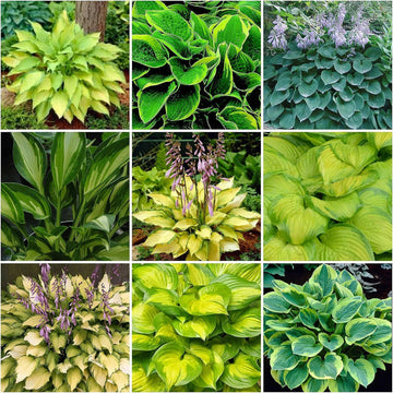 Hosta Jardin Plant Seeds for Planting - NON GMO Seeds