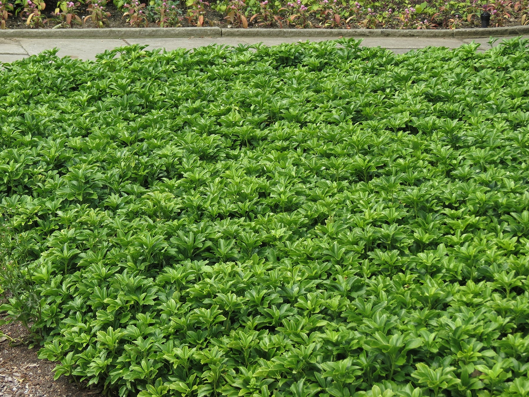 Pachysandra Flower Seeds for Planting NON GMO Seeds for planting in home garden