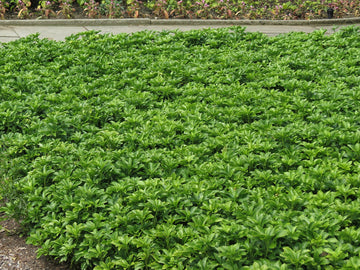 Pachysandra Flower Seeds for Planting NON GMO Seeds
