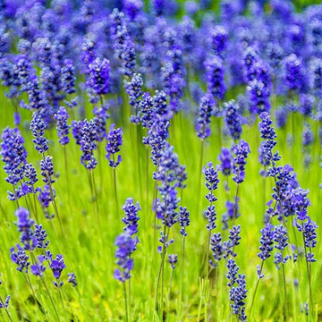 Organic Heirloom Non-GMO Blue Lavandula Munstead Seeds for Planting – Vibrant Blooms