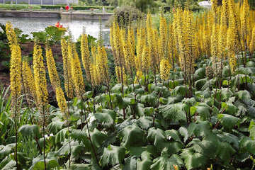 Ligularia Flower Seeds for Planting - NON GMO Seeds