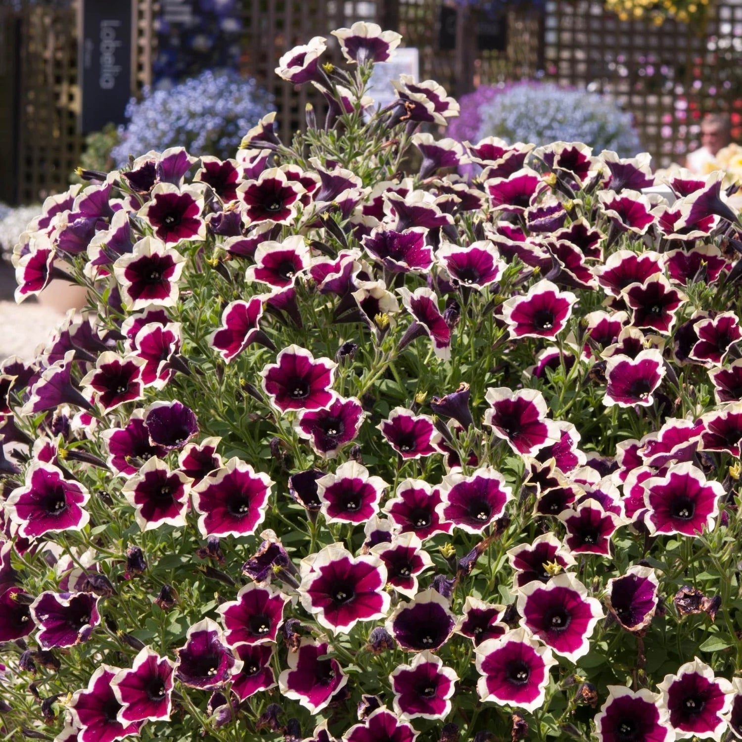 Heirloom Non-GMO Cascadia Flower Seeds for Planting – Colorful Ornamental Garden Blooms - Non-GMO for planting in home garden