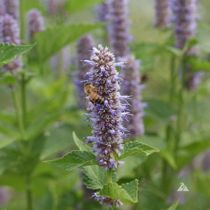 Purple Giant Hyssop Herb Seeds