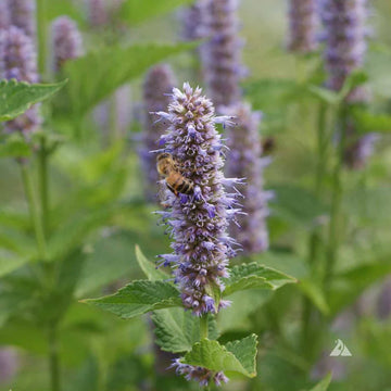 Purple Giant Hyssop Herb Seeds