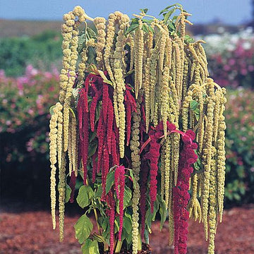 Mixed Caudatus Flower Seeds for Planting - NON GMO Seeds