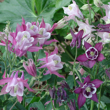 Columbine Biedermeier Flower Seeds for Planting - 100 pcs