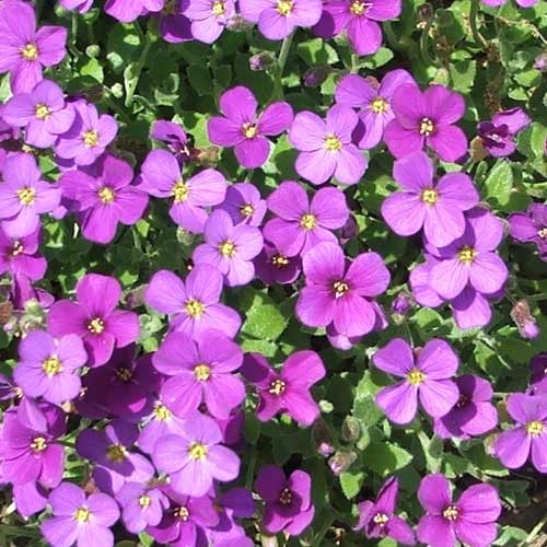 Heirloom Non-GMO Purple Cascading Flower Seeds for Garden Planting for planting in home garden