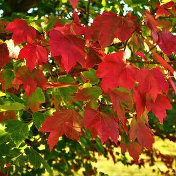 Red Maple 'October Glory' Herb Seeds