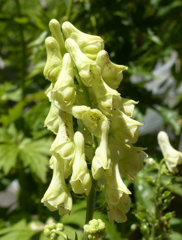 Heirloom Lycoctonum Flower Seeds, Non-GMO Tall Spiked Blooms for Cottage and Woodland Garden Planting
