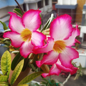 Dorset Adenium Flower Seeds – Heirloom Non-GMO Desert Rose Blooms for Unique Garden Planting
