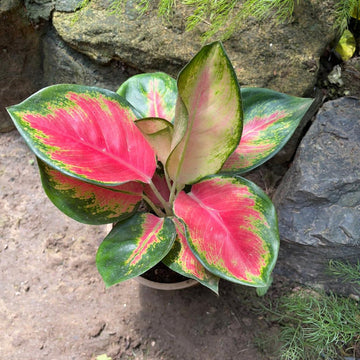 Aglaonema Plant Seeds Green Red for Planting NON GMO Seeds
