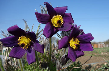 Heirloom Non-GMO Pasque Flower Seeds – Perennial Blooming Seeds for Garden Planting