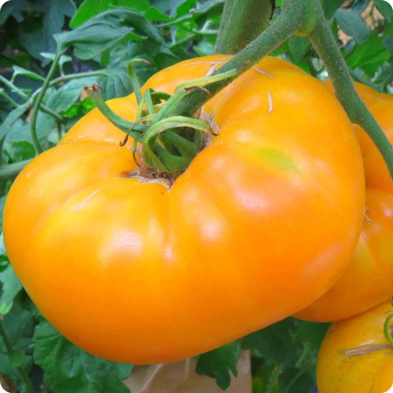 Amanas Orange Tomato Solanum lycopersicum for planting in urban garden