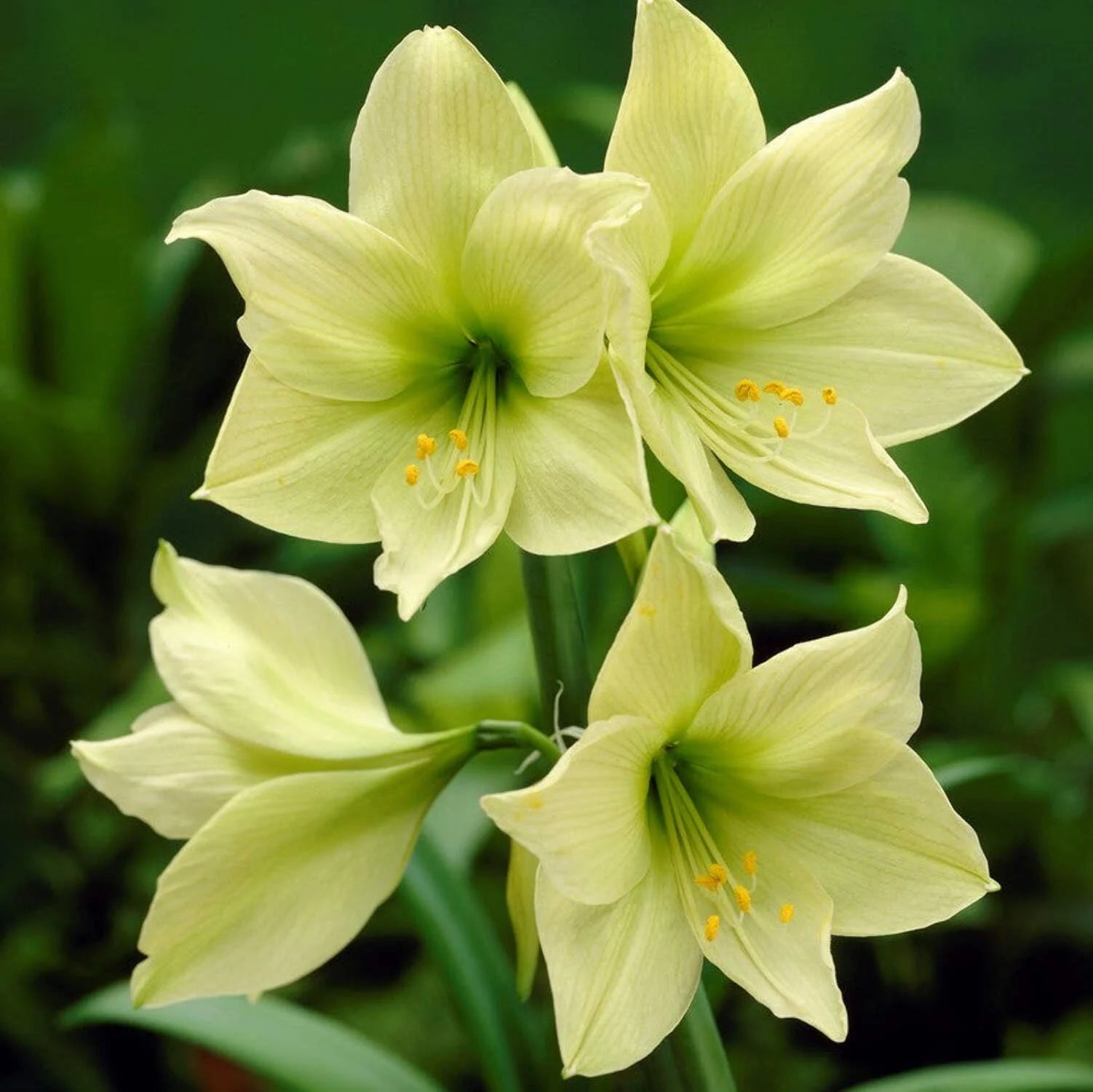 Light Green Amaryllis Flower Seeds – Heirloom, Non-GMO, Elegant Blooms for Garden Planting - Green for planting in home garden