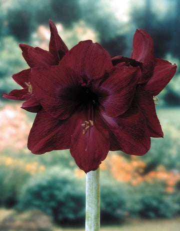 Heirloom Non-GMO Maroon Amaryllis Flower Seeds for Planting – Bold Blooming Bulb Seeds