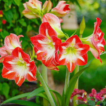 Organic Heirloom Non-GMO Amaryllis Seeds for Planting – Healthy Vibrant Blooms