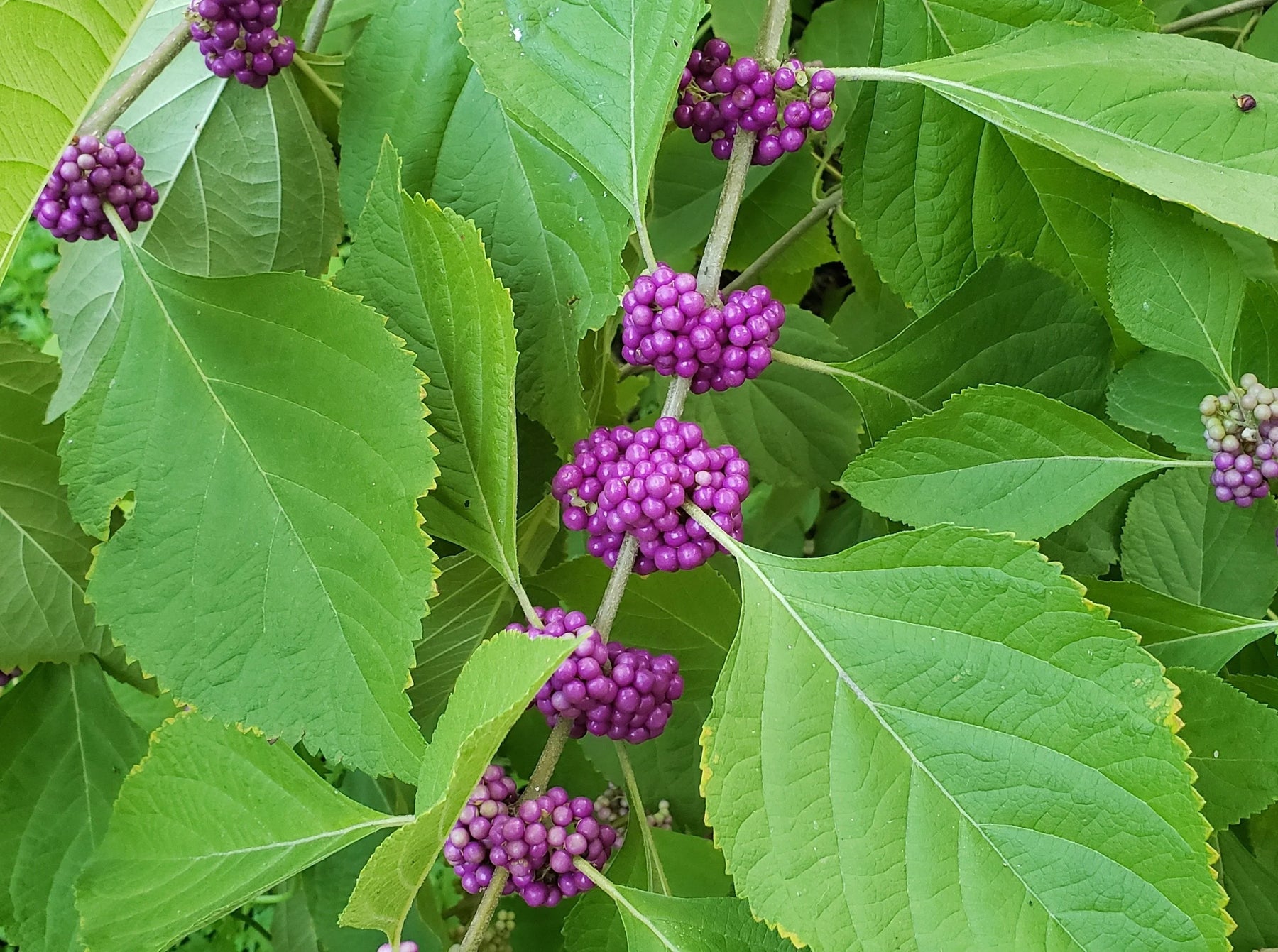 Violet Callicarpa Flower Seeds for Planting - 100 pcs seeds for planting in home garden