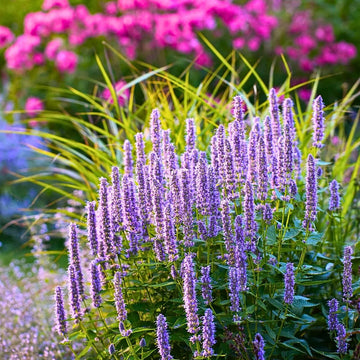 Purple Giant Hyssop Herb Seeds