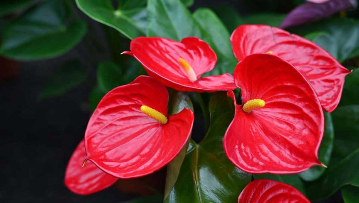 Red Anthurium scherzerianum Flower Seeds for Planting - Heirloom and Non-GMO garden seeds for planting in your garden.