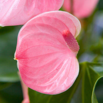 Heirloom Non-GMO Anthurium Andraeanum Flower Seeds for Planting â€“ Baby Pink Exotic Blooms
