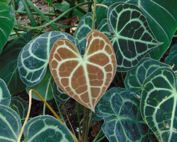 Anthurium clarinervium Plant seeds - Heirloom and Non-GMO garden seeds for Planting