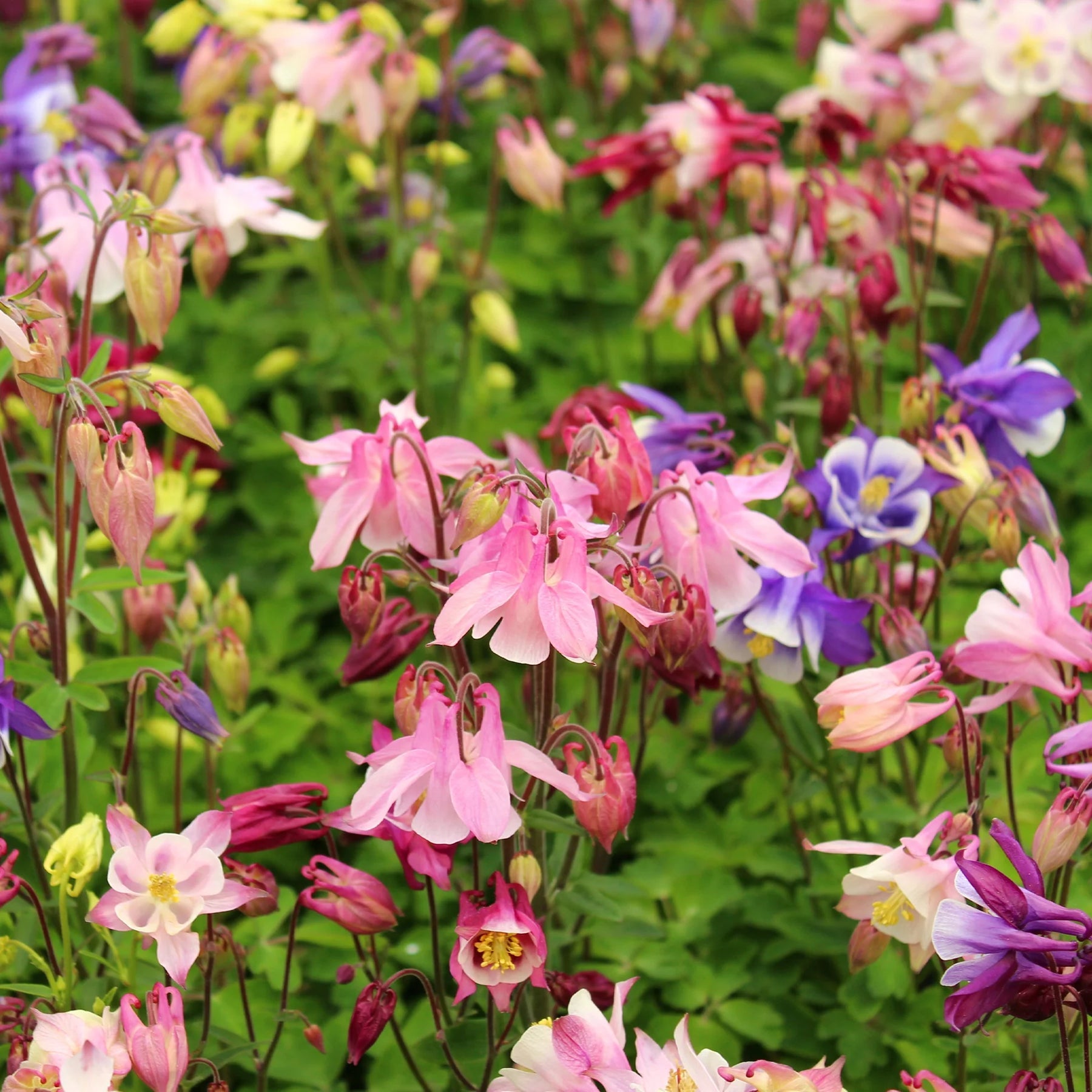 Columbine Biedermeier Flower Seeds for Planting - 100 pcs - Biedermeier for planting in home garden