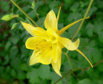 Heirloom Non-GMO Golden Columbine Flower Seeds for Planting – Bright Perennial Blooms for Shade Gardens