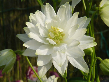 Heirloom Non-GMO Clementine Flower Seeds for Planting – Bright Ornamental Garden Blooms