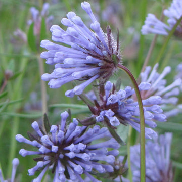 Organic Heirloom Non-GMO Blue Woodruff Seeds for Planting – Fragrant Garden Blooms