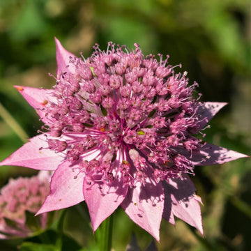 Heirloom Non-GMO Astrantia Pincushion Flower Seeds – Perennial Flower Seeds for Planting