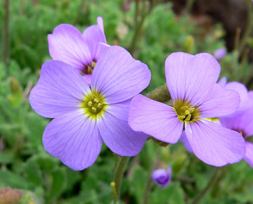 Aubretia Deltoides Plant Seeds for Planting - NON GMO Seeds