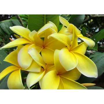 Rubra Flower Seeds for Planting, NON GMO Seeds