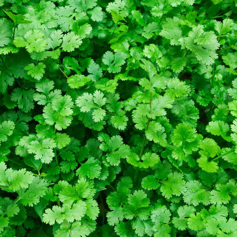 Cilantro Coriander Herb Seeds for Planting Scientific Name Placeholder for planting in home garden