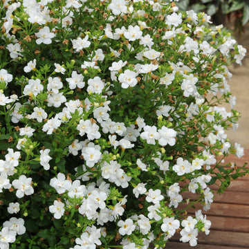 Mixed Bacopa Utopia Flower Seeds for Planting, 100 pcs
