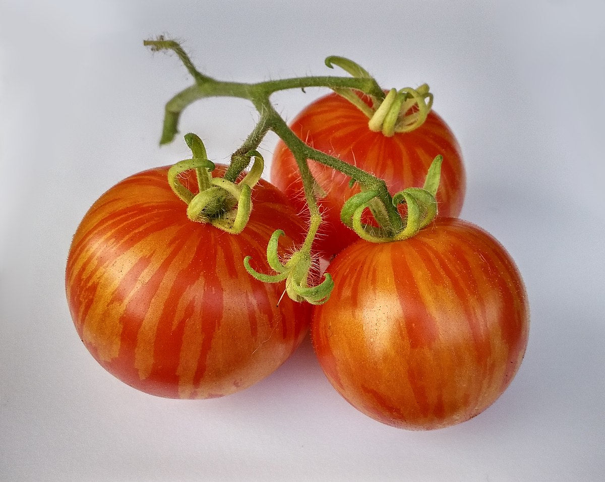 Tigerella Bi-Color Tomato Solanum lycopersicum for planting in vegetable patch