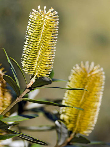 Yellow Banksia Plant Seeds, Heirloom, Non-GMO Seeds for Planting