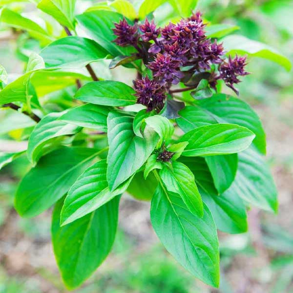 Sweet Basil Herb Seeds for Planting Scientific Name Placeholder for planting in home garden