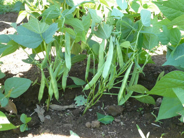 Runner Bean Pole Vegetable Seeds