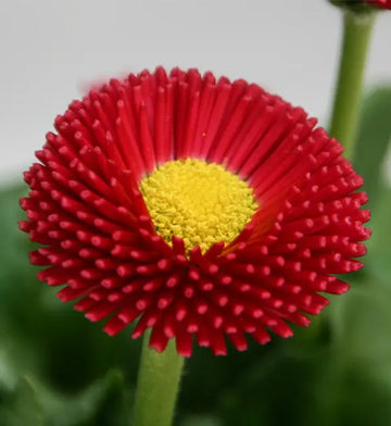 Red Bellis Flower Seeds for Planting - NON GMO Seeds