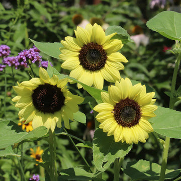Light Yellow Sunflower Seeds – Heirloom, Non-GMO Flower Seeds for Planting Bright Blooms
