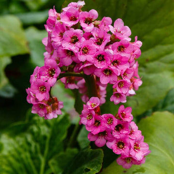 Heirloom Bergenia Seeds – Non-GMO Flower Seeds for Planting