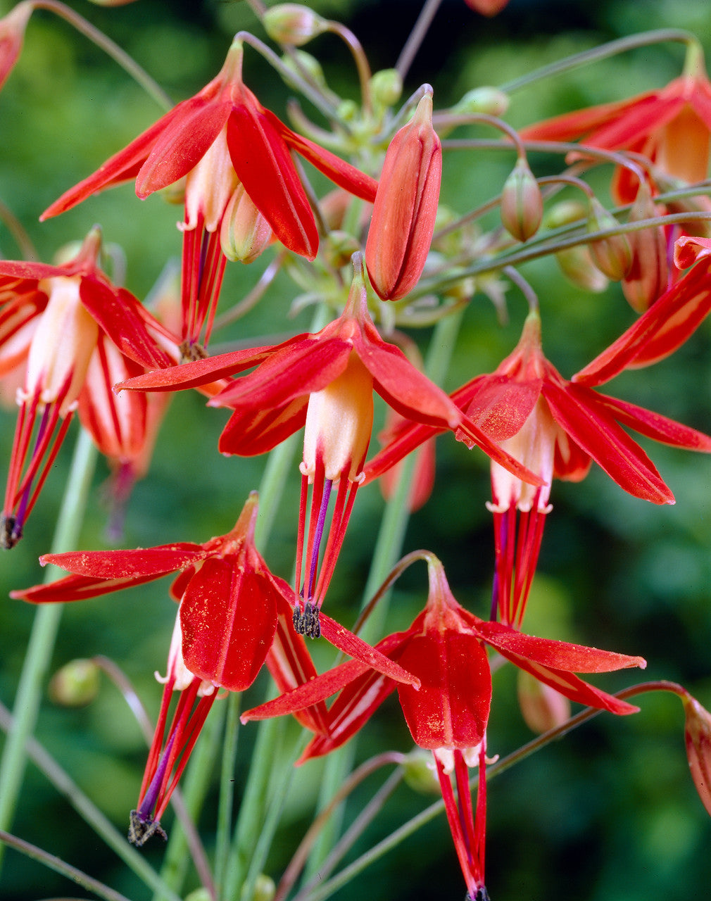 Coral Drops Flower Seeds Orange for Planting - 100 pcs for planting in your garden.