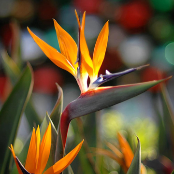 Bird of Paradise Plant Seeds for Planting, Heirloom, Non-GMO