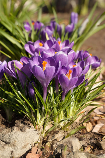 Blue Ocean crocus Heirloom Flower Seeds – Non-GMO Early Spring Blooms for Garden Planting