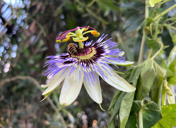 Sky Blue White Passion Flower Seeds for Planting – Organic, Heirloom, Non-GMO Seeds
