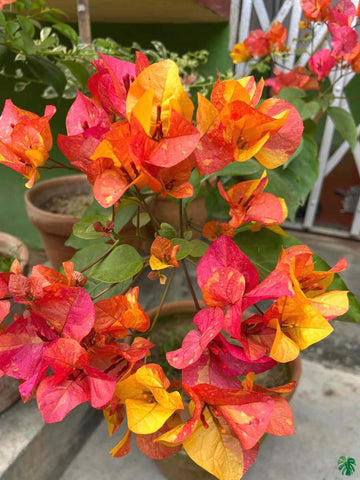 Pink Yellow Bougainvillea Flower Seeds for Planting – Organic, Heirloom & Non-GMO Garden Seeds